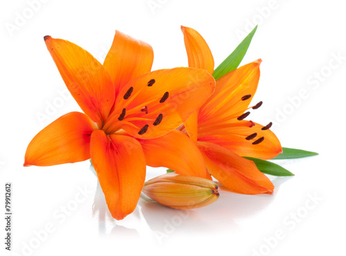 Fototapeta Naklejka Na Ścianę i Meble -  Two orange lily