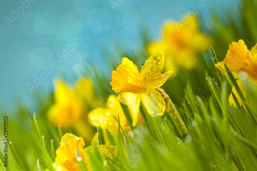 Fototapeta Naklejka Na Ścianę i Meble -  Daffodils in grass