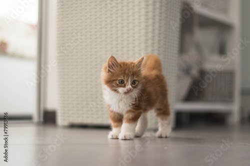 Lovable redhead kitten