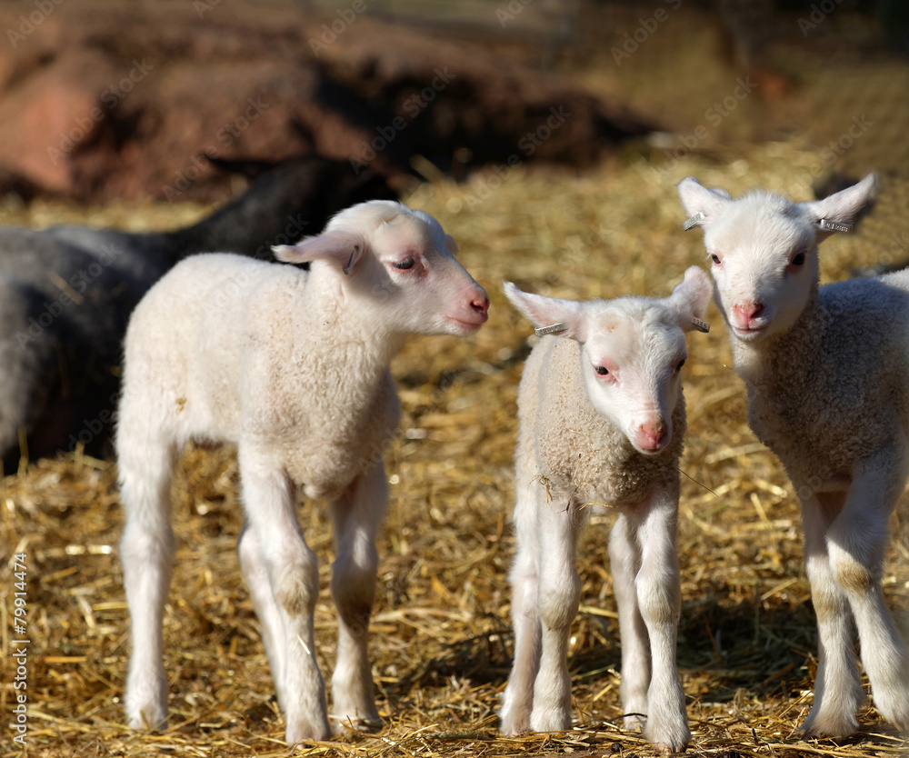 Three curious lamb staring Three curious lamb staring