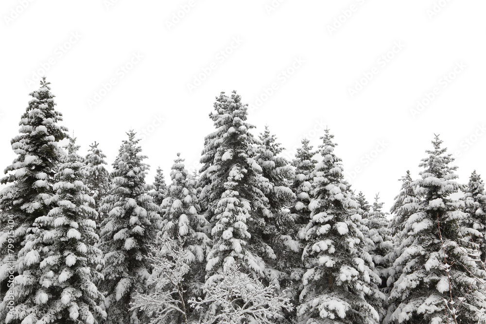 Snow covered pine tree forest Snow covered pine tree forest