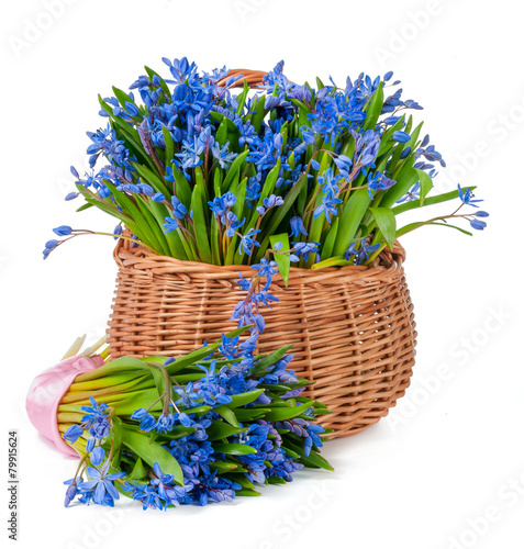 bifolia in basket isolated
