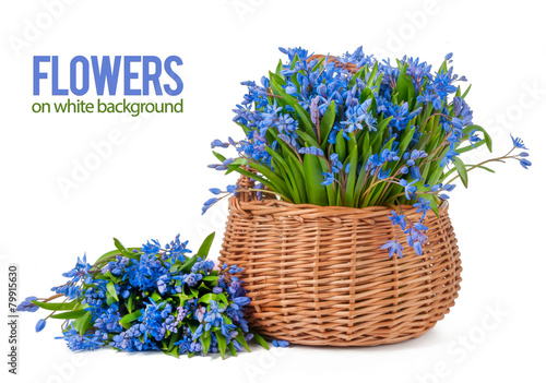 bifolia in basket isolated