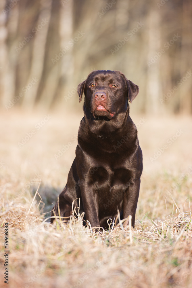 chocolate labrador retriever dog sitting outdoors chocolate labrador retriever dog sitting outdoors