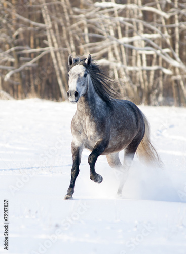 grey horse runs free in winter