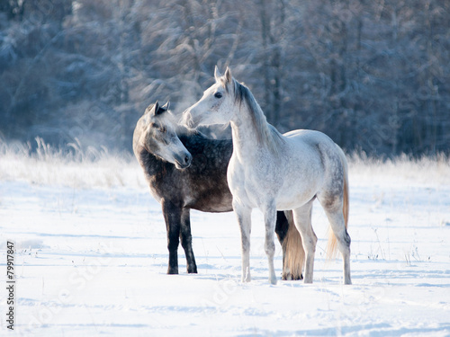 Portrait of two grey horses in winter © Olga Itina
