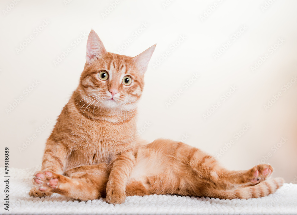 Obraz premium young lovely cat