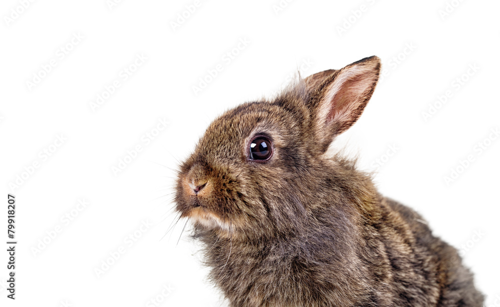 Obraz premium Hase wildfarben