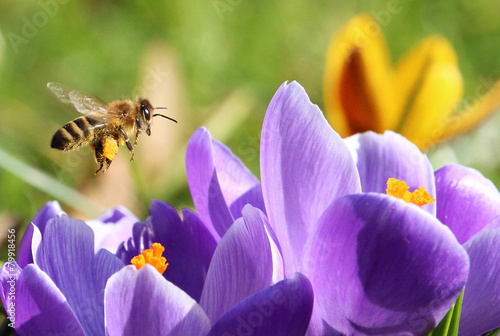 Biene sammelt Pollen für Honig