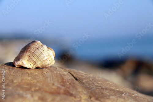 Sea shell laying on the stone near the seashore