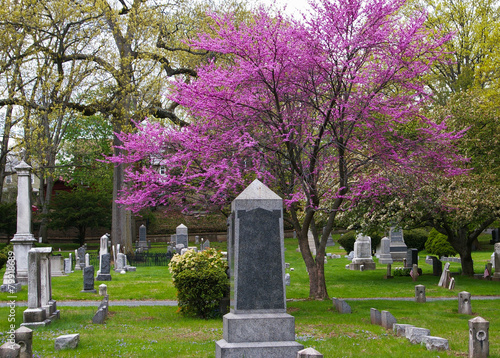 Flowering Redbud tree in cemetery