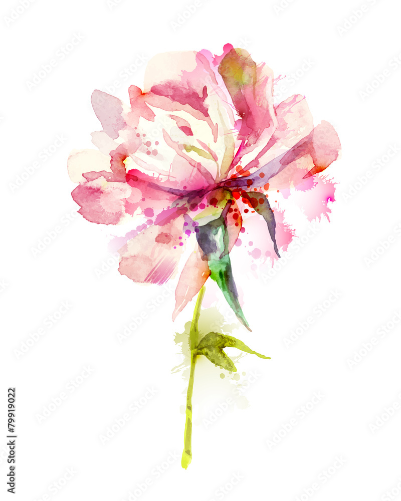 Fototapeta premium The single flowering pink peony