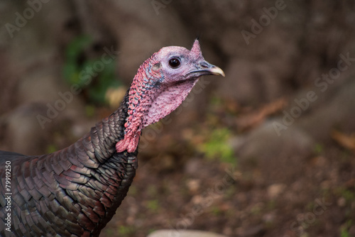 Wild turkey headshot