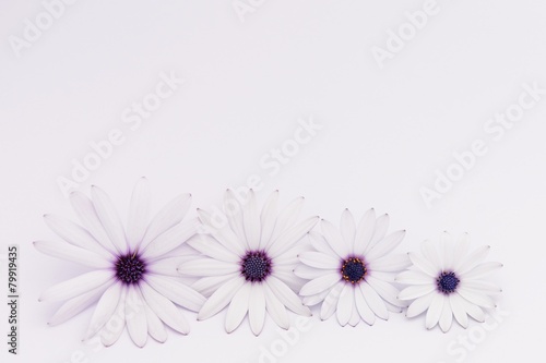 white and purple daisies