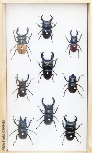 Collection of beetles © Arousa