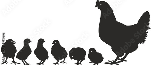 Chicken family with young
