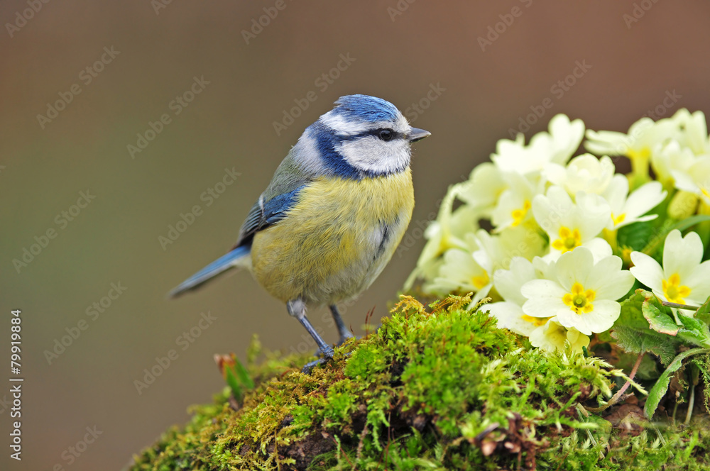 Fototapeta premium Blue tit standing next to primrose