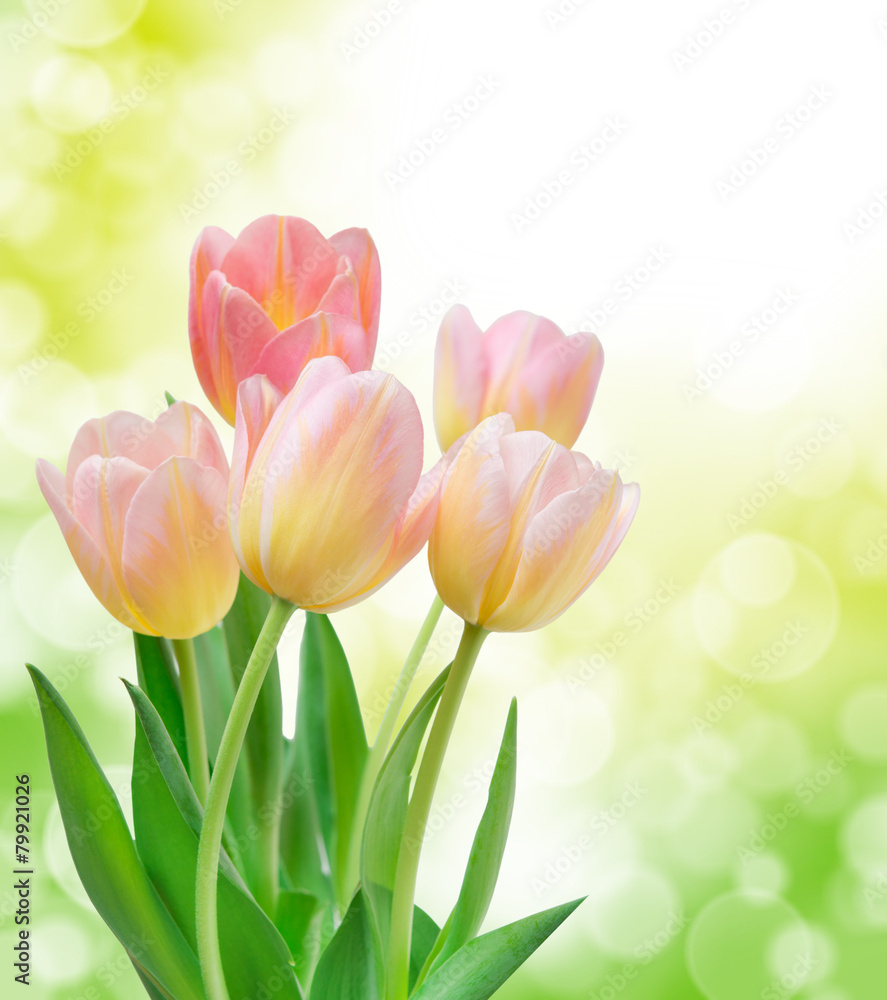 tulip flowers tulip flowers