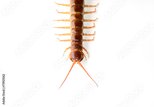 Tableau sur toile Centipede isolated
