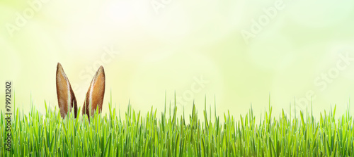 Osterhase versteckt im Gras
