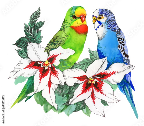 Parrots on flowers  isolated on white background