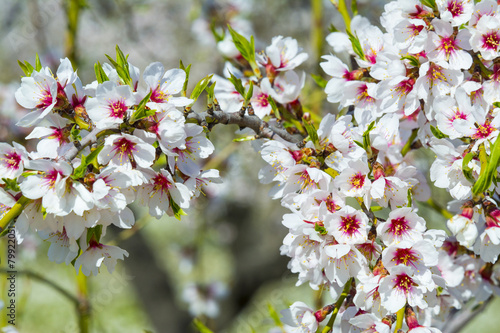 Fotografia Closeup of a blossoming almond tree in full bloom