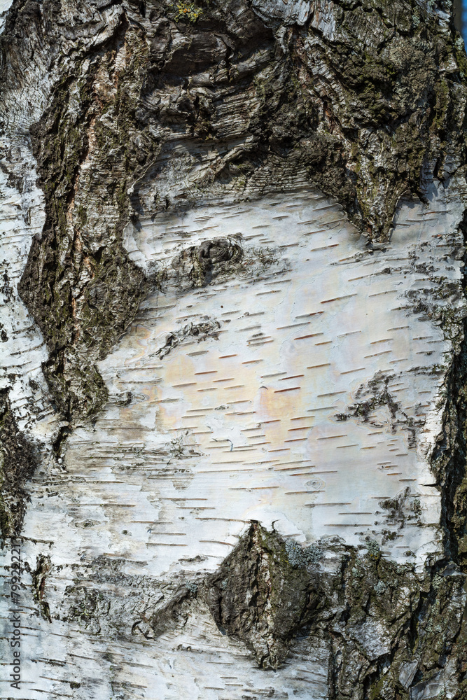 Obraz premium birch bark texture