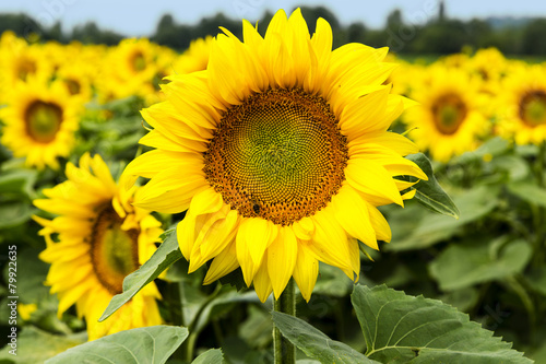 Large happy sunflower and sunflower oil crop on a sunny day in t
