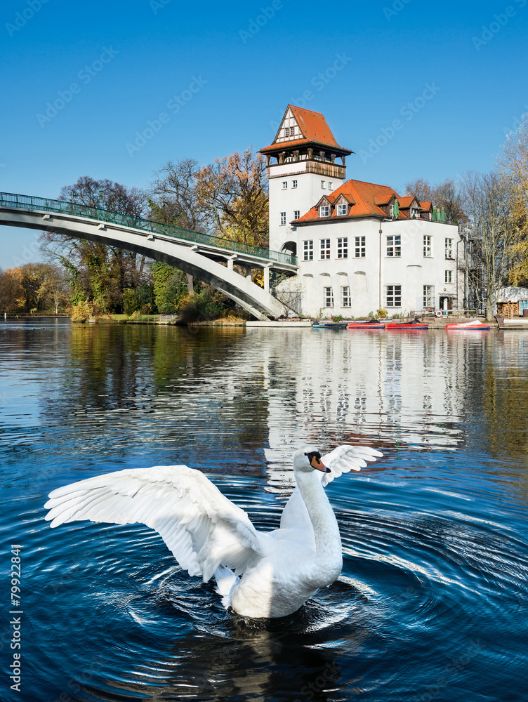 Obraz premium White Swan in Treptow Park, Berlin