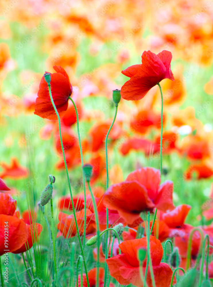 Obraz premium Czerwony mak