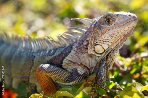 Close-up of a male Green Iguana