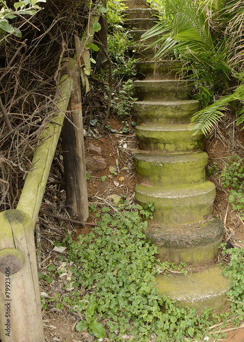 Staircase into trpoical jungle