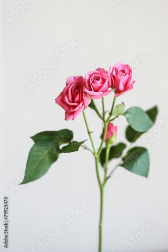 Wallpaper Mural ピンクのバラ Torontodigital.ca