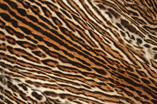 pelliccia di gattopardo americano