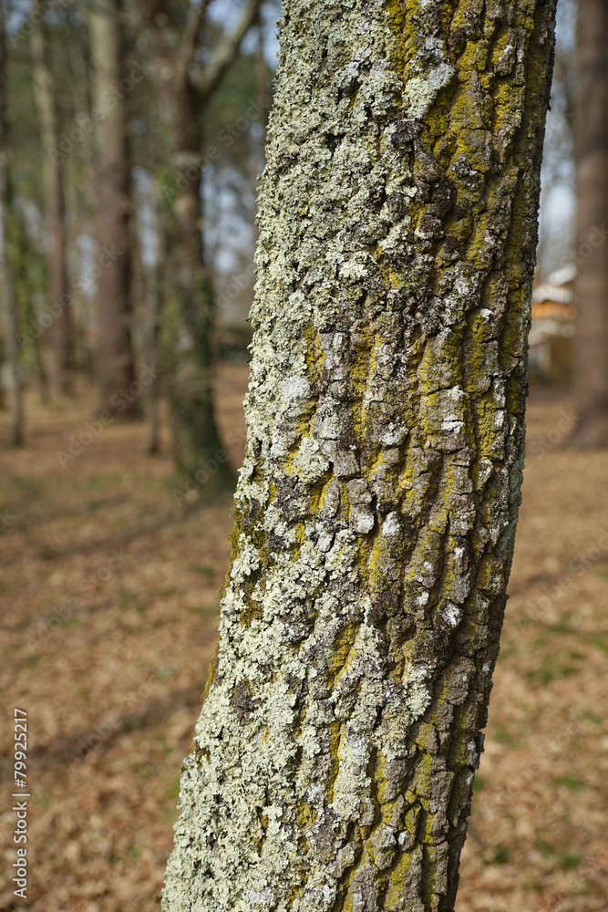 Tronc d'arbre en gros plan (chêne) Tronc d'arbre en gros plan (chêne)