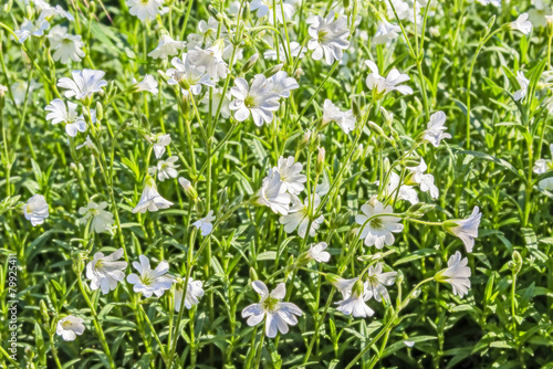 White flowers chickweed close up