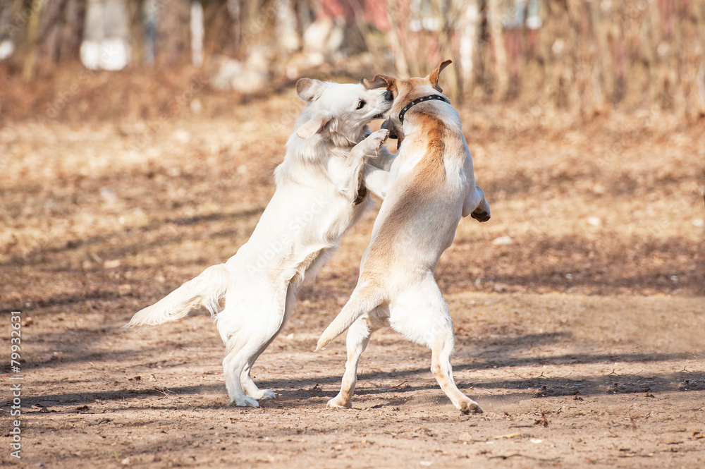 Two labradors playing in the park Two labradors playing in the park