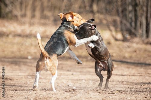 Two dogs playing in the park © Rita Kochmarjova