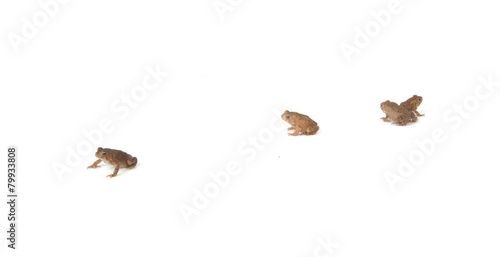 Fototapeta Naklejka Na Ścianę i Meble -  Four Frogs
