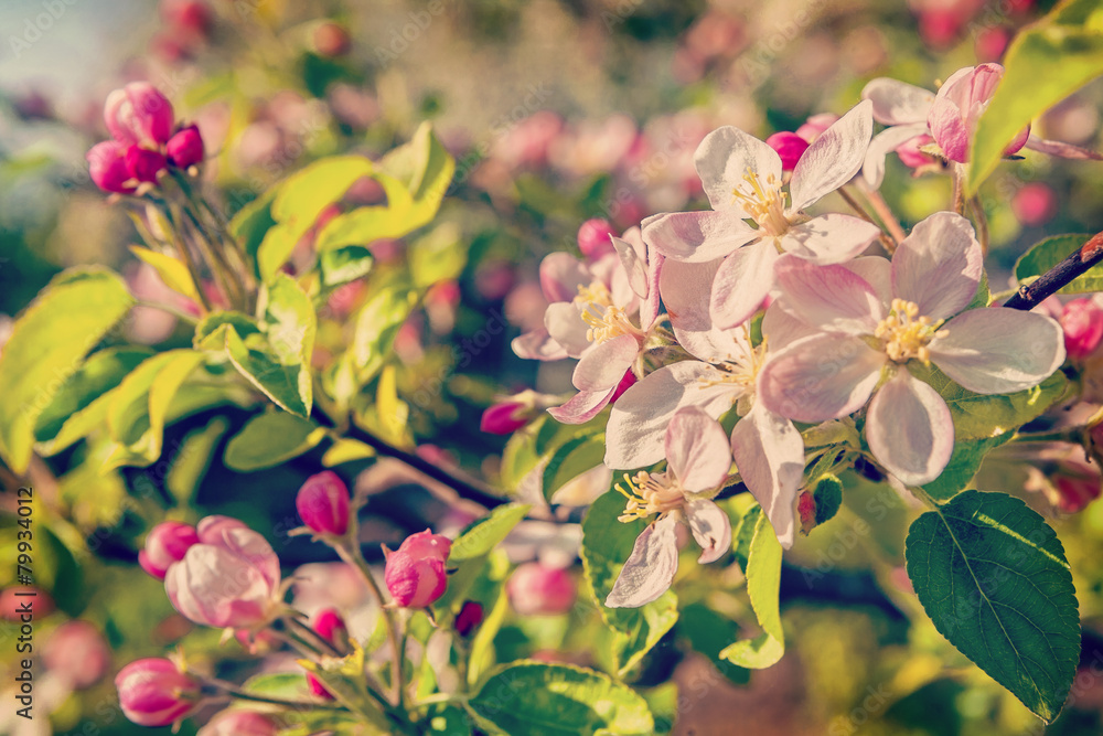 floral spring background flower of blossoming apple tree instagr