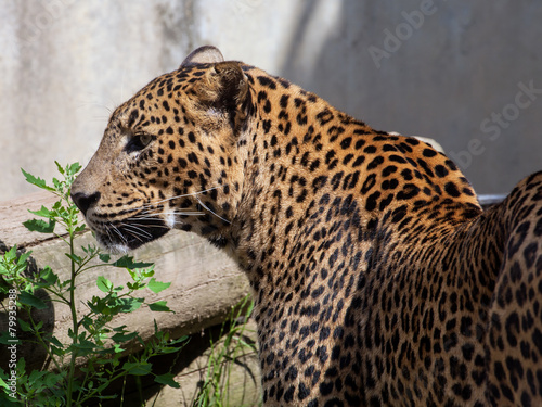 sri lanka leopard, Panthera pardus kotiya