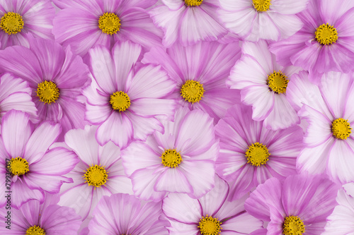 Fototapeta Naklejka Na Ścianę i Meble -  cosmos flower