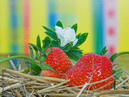 frische rote Erdbeeren auf Stroh Hintergrund bunt photo