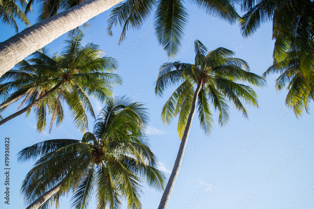 Fototapeta premium palms over blue sky