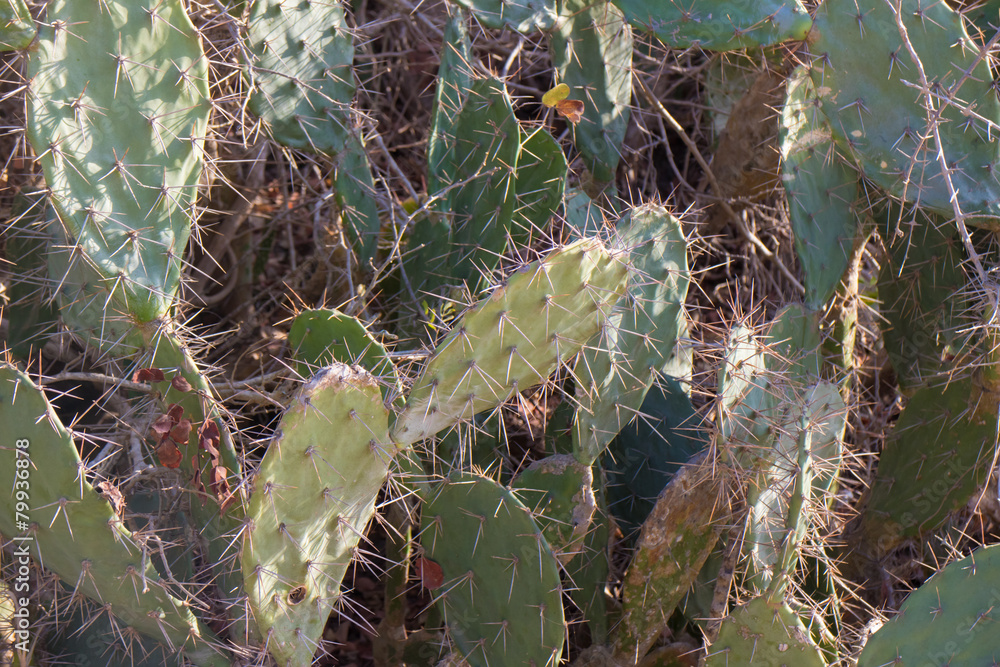 Fototapeta premium cactus