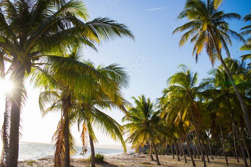 palms over blue sky © fox17