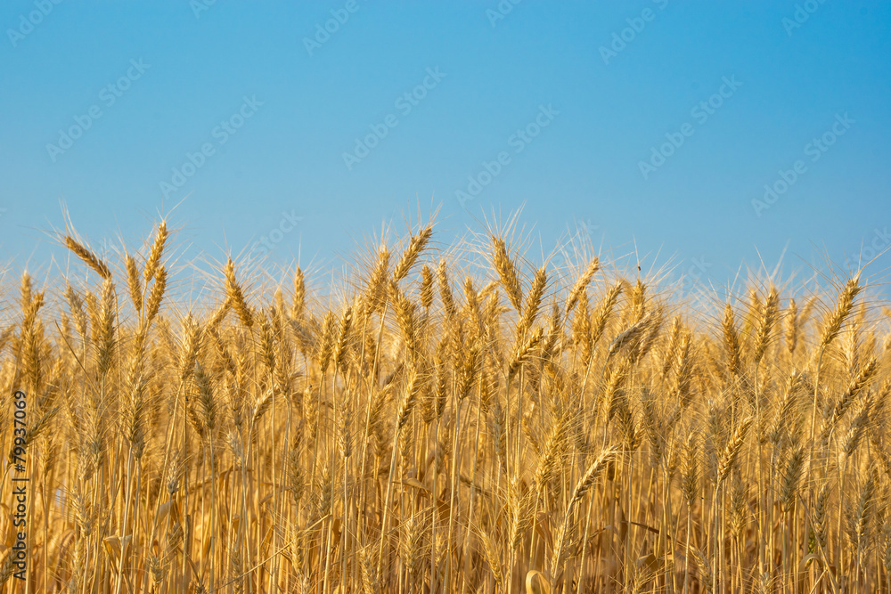 wheat field with clear blue sky background.