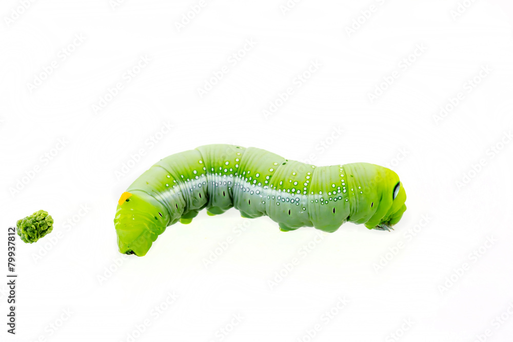 green worm green worm
