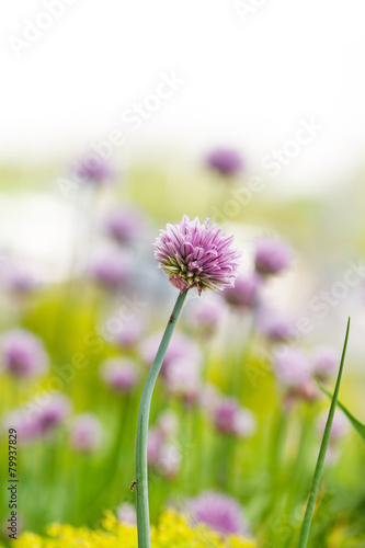 purple flowers