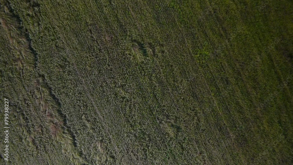 Aerial Overflight of a yellow wheat field Aerial Overflight of a yellow wheat field